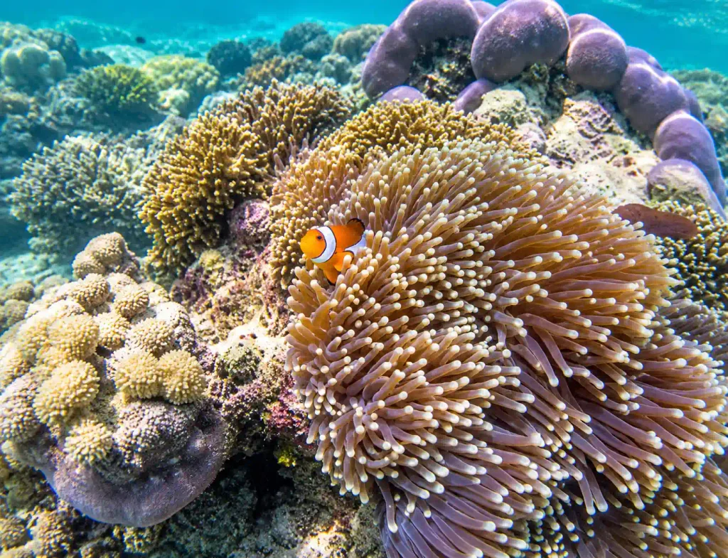 Snorkeling experience during a Pink Beach Lombok island-hopping day